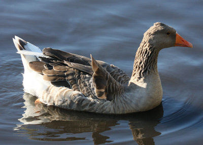 Graylag Goose