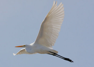 Great Egret