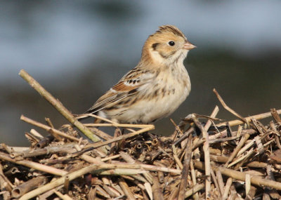 Lapland Longspur