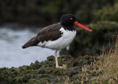 American Oystercatcher