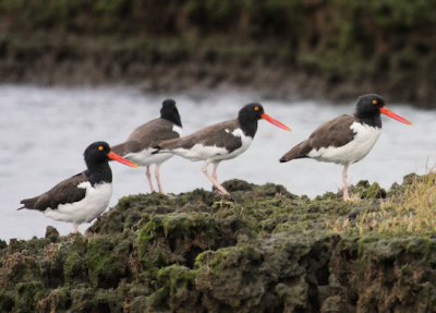 American Oystercatchers