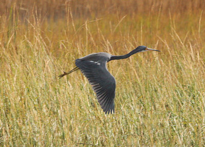 Tri-colored Heron