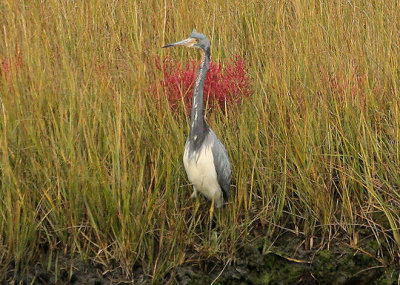 Tri-colored Heron