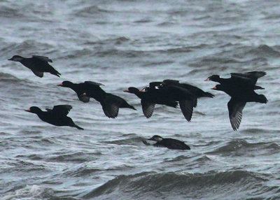 Black and Surf Scoters near St. Mary's Jetty