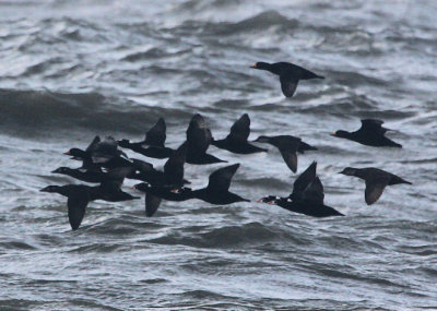 Black & Surf Scoters near St. Mary's Jetty