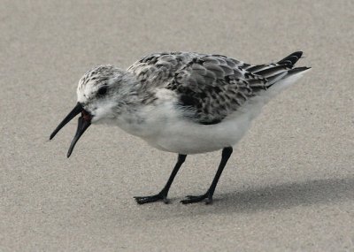 Sanderling