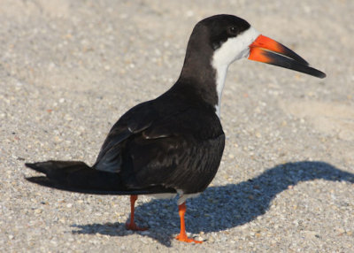 Black Skimmer