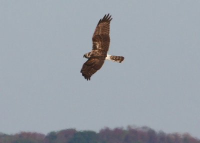 Northern Harrier