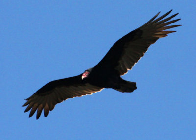 Turkey Vulture