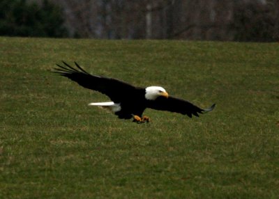 Bald Eagle picking up lunch