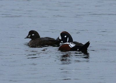 Harlequin Ducks at Kitsilano Beach