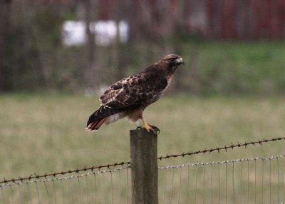 Red-tailed Hawk