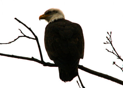 Pygargue  tte blanche  /  Bald Eagle