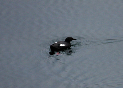 Pigeon Guillemot