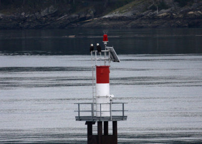 Sentry duty in the Gulf Islands