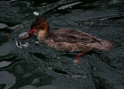 Female Red-breasted Merganser with breakfast