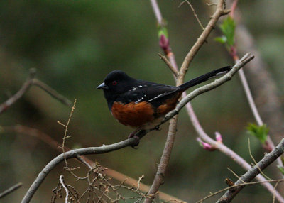 Spotted Towhee