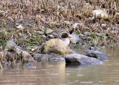 Green-winged Teal