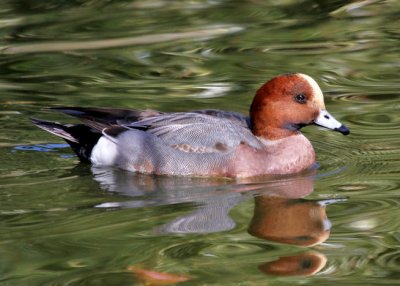 Eurasian Wigeon