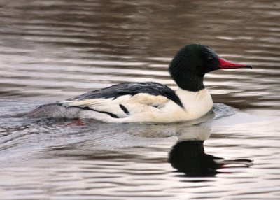 Common Merganser