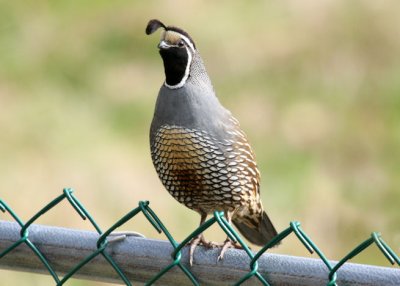 Colin de Californie  /  California Quail