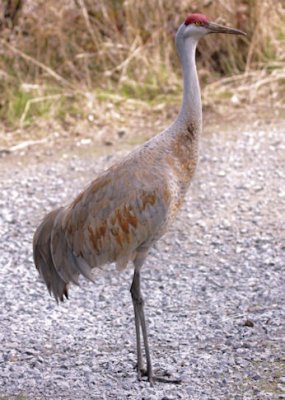 Grue du Canada  /  Sandhill Crane