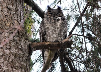 Grand-duc d'Amrique  /  Great Horned Owl