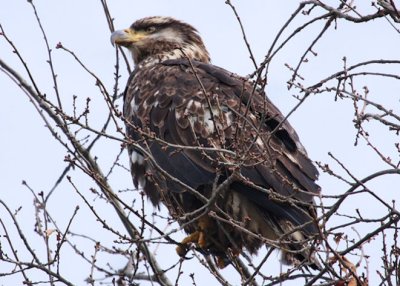 Pygargue  tte blanche  /  Bald Eagle