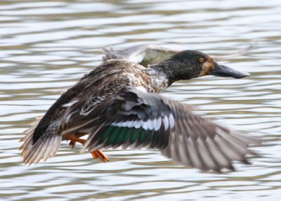 Canard souchet  /  Northern Shoveler