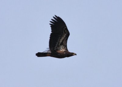 Pygargue  tte blanche  /  Bald Eagle