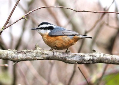 Sitelle  poitrine rousse  /  Red-breasted Nuthatch