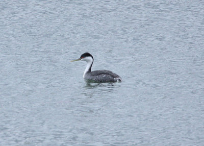 Grbe lgant   /  Western Grebe