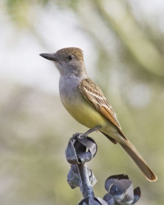 Flycatcher 3966e