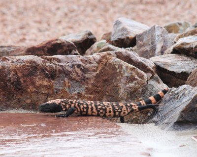 Gila monster_4094e