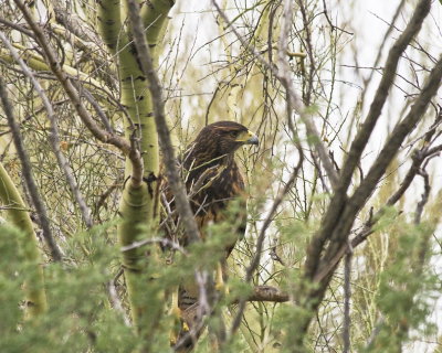 Hawk inside tree_4083a