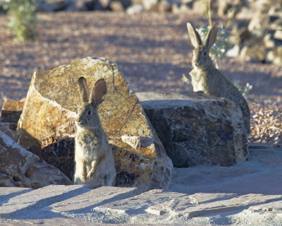 bunnies_3628e