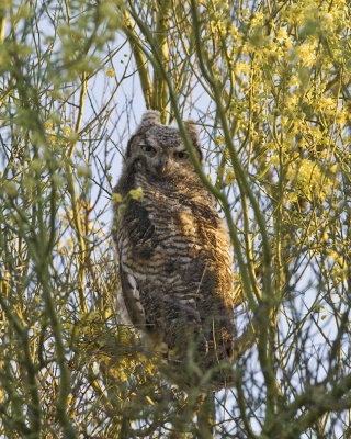 Owl_3942c