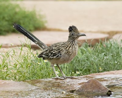Roadrunner 3972c