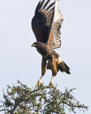 Harris Hawk_IMG_4059c