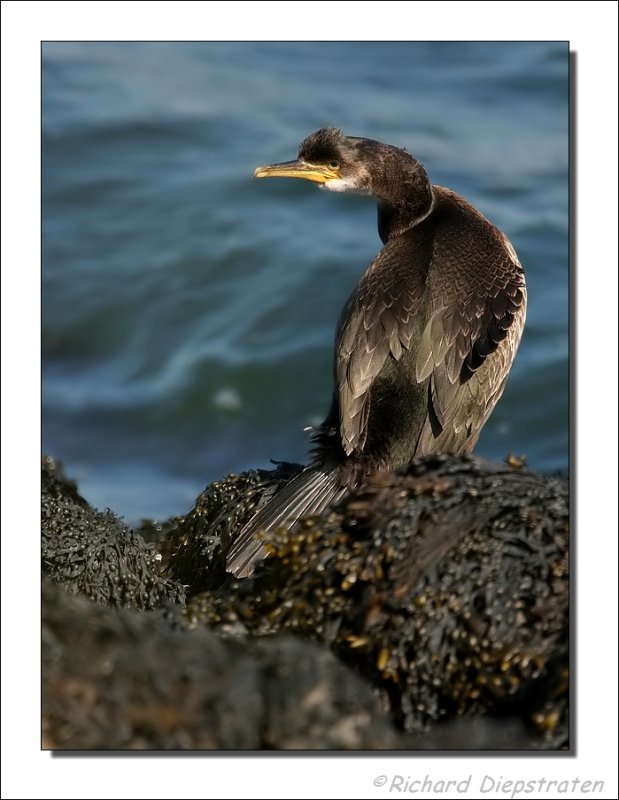 Kuifaalscholver - Phalacrocorax aristotelis - Shaq