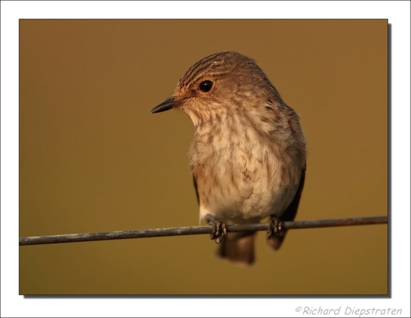 Grauwe Vliegenvanger - Muscicapa striata - Spotted Flycatcher