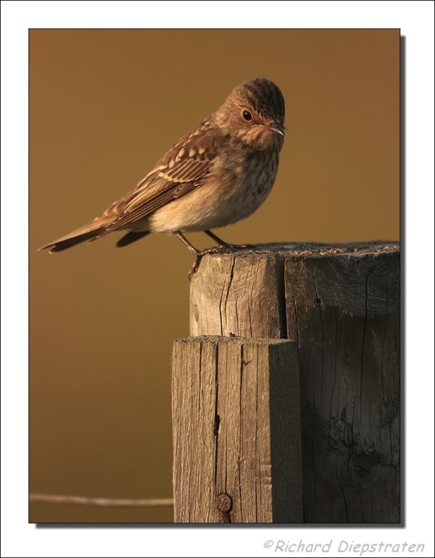 Grauwe Vliegenvanger - Muscicapa striata - Spotted Flycatcher