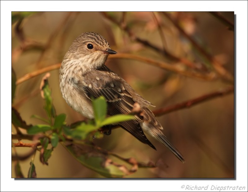 Grauwe Vliegenvanger - Muscicapa striata - Spotted Flycatcher