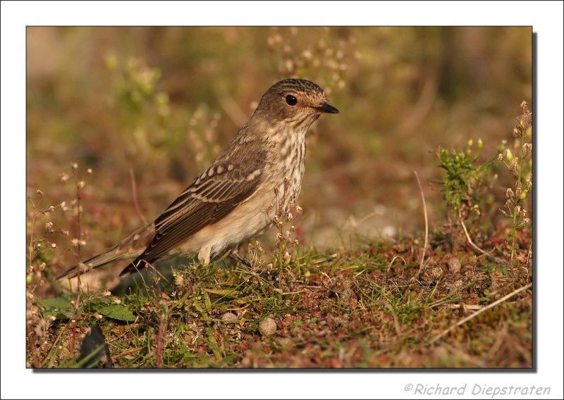 Grauwe Vliegenvanger - Muscicapa striata - Spotted Flycatcher