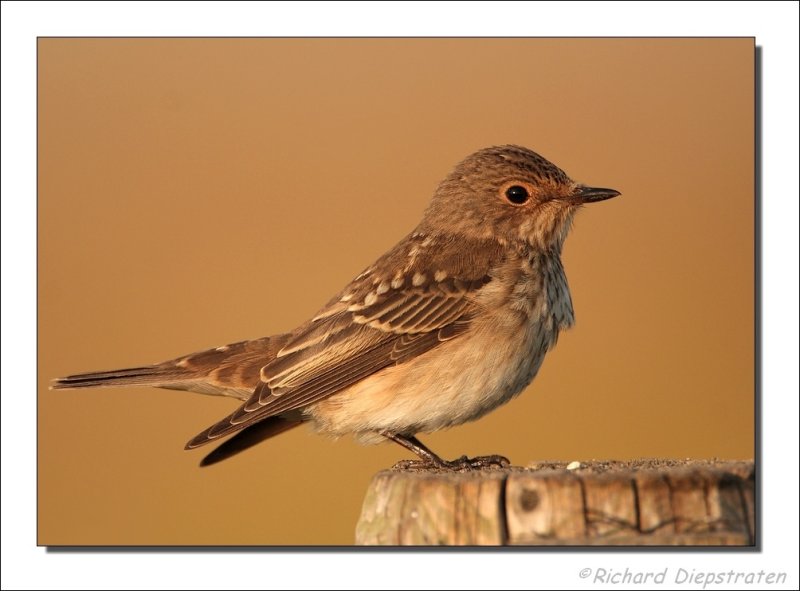 Grauwe Vliegenvanger - Muscicapa striata - Spotted Flycatcher