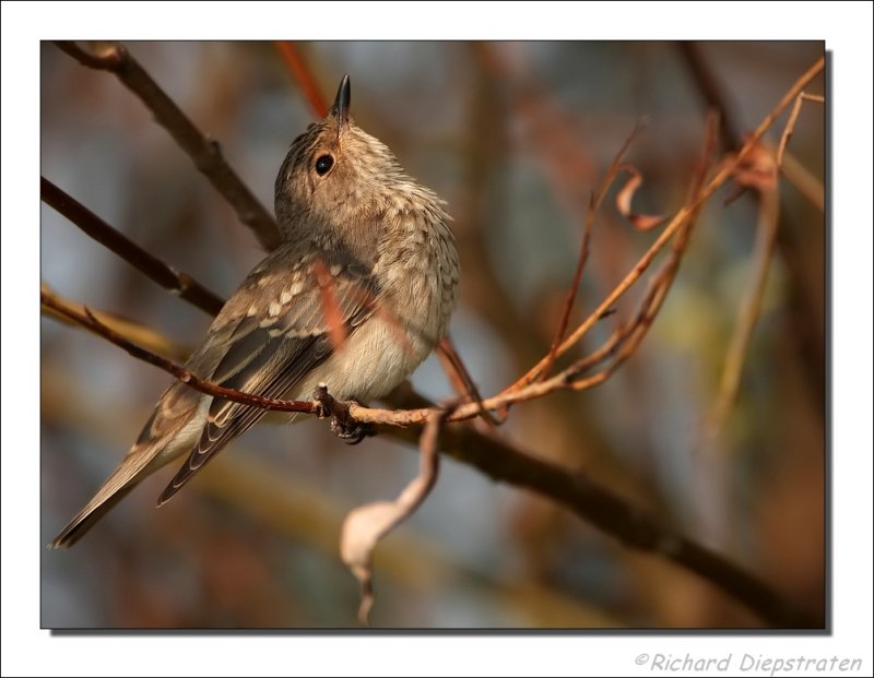 Grauwe Vliegenvanger - Muscicapa striata - Spotted Flycatcher