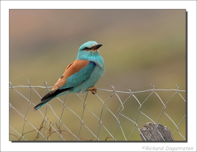 Scharrelaar - Coracias garrulus - Roller