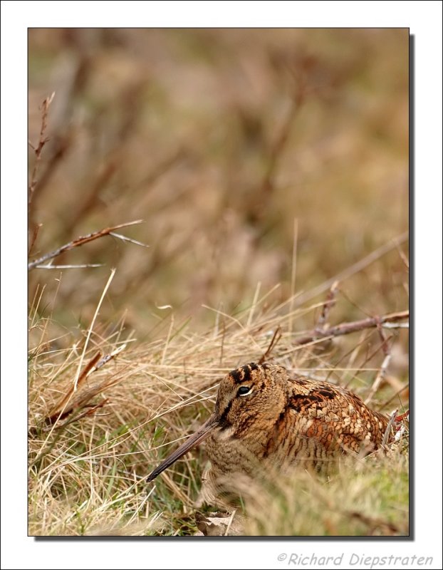Houtsnip - Scolopax rusticola - Woodcock