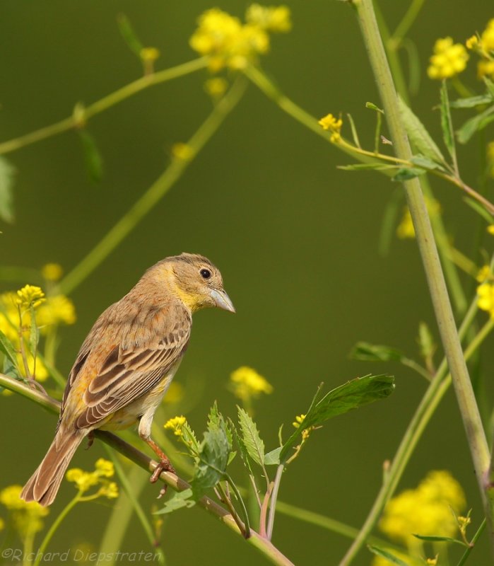 Zwartkopgors - Emberiza melanocephala - Black-Headed Bunting