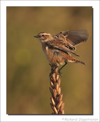 Paapje - Saxicola rubetra - Whinchat